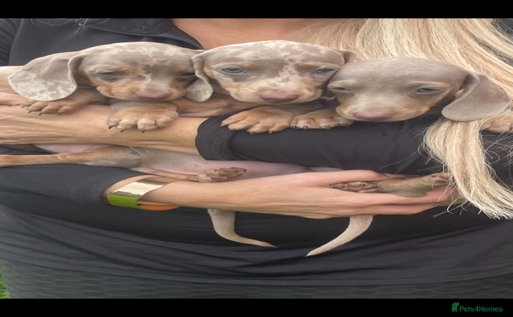Miniature Dachshund dogs - Advert 14