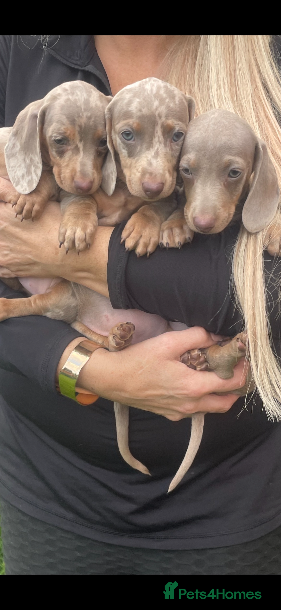 Miniature Dachshund dogs for sale: Ready now 💕 kc reg miniature dachshunds  - Image 1