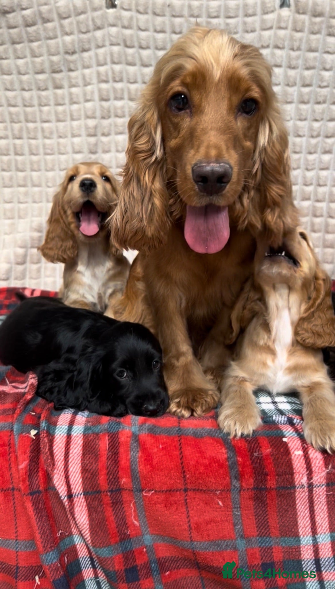 Cocker Spaniel dogs STUNNING COCKER SPANIEL PUPPIES  - Advert 1