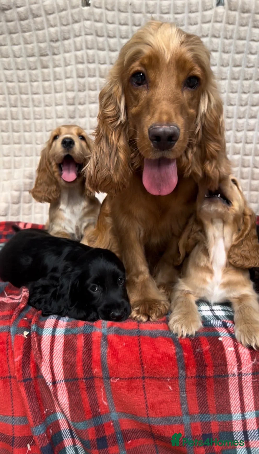 Cocker Spaniel dogs for sale: STUNNING COCKER SPANIEL PUPPIES  - Advert 1