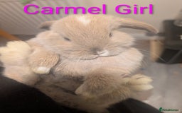 Mini Lop rabbits for sale: Mini loop  - Image 9