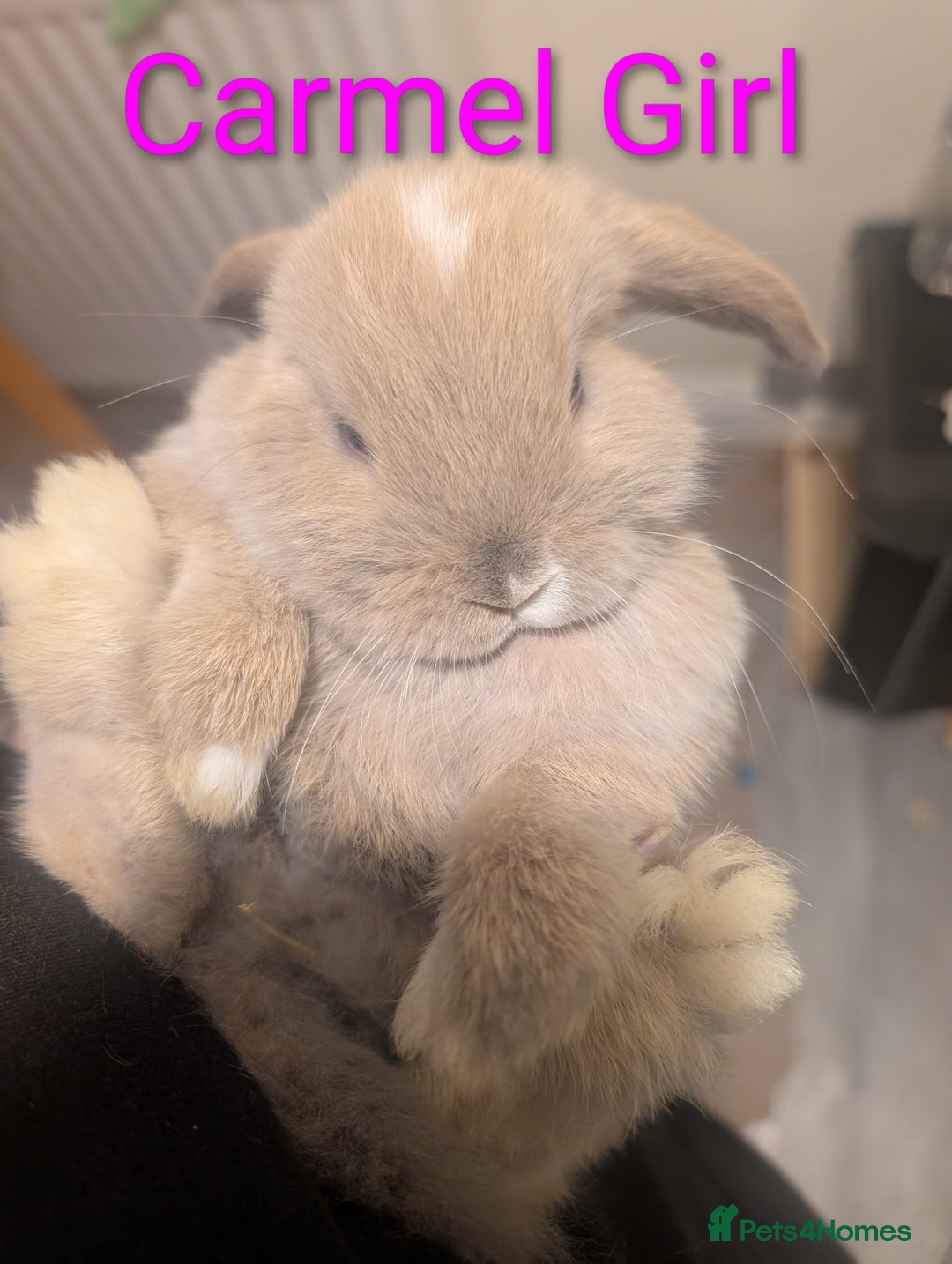 Mini Lop rabbits for sale: Mini loop  - Image 9