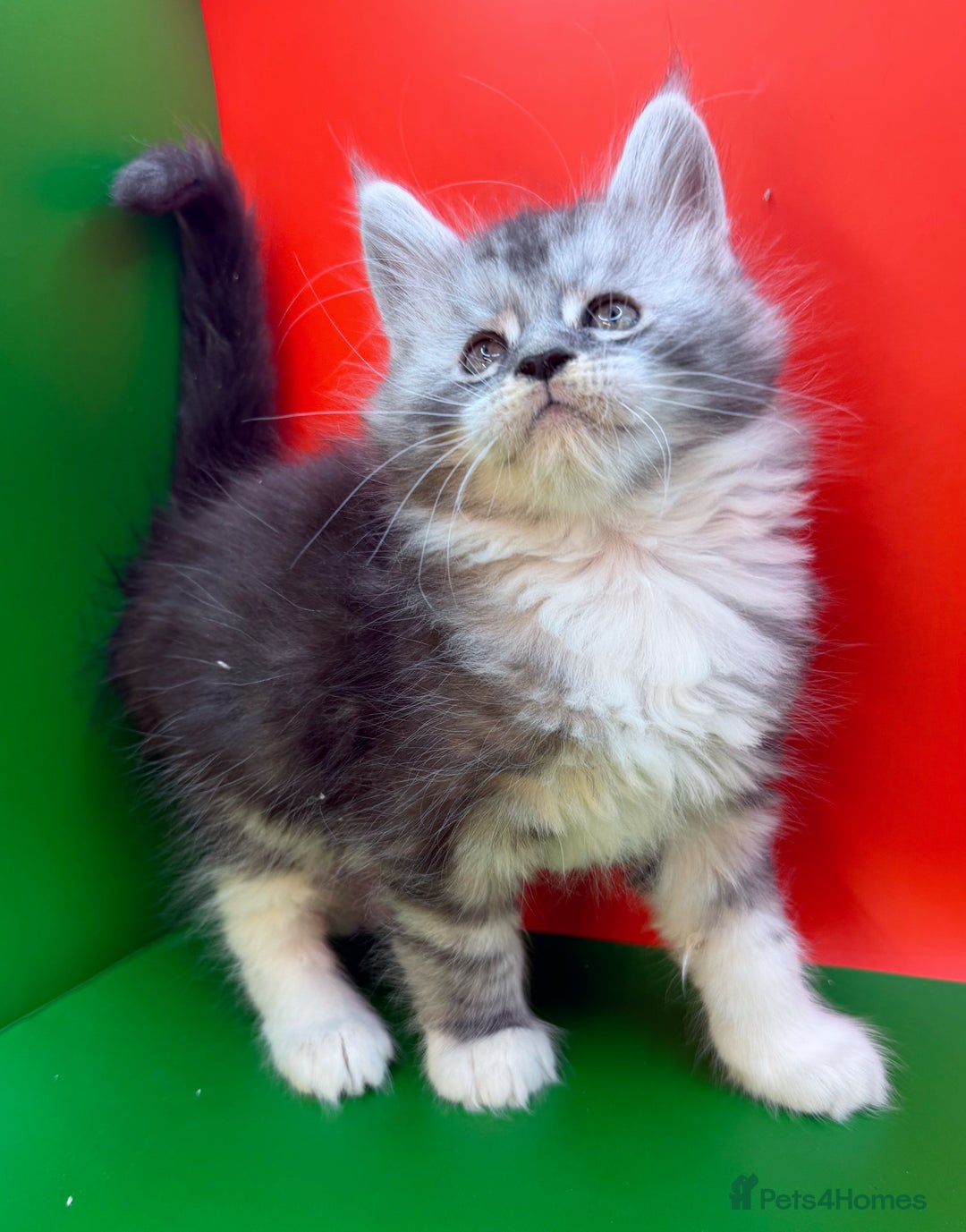 Maine Coon cats for sale: Maine Coons with Tests, Papers, Vet Checks & Vacc. - Advert 14