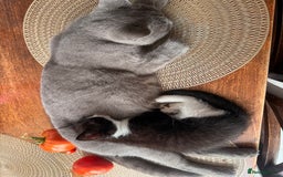 British Shorthair cats for sale: Half British shorthair  - Image 4