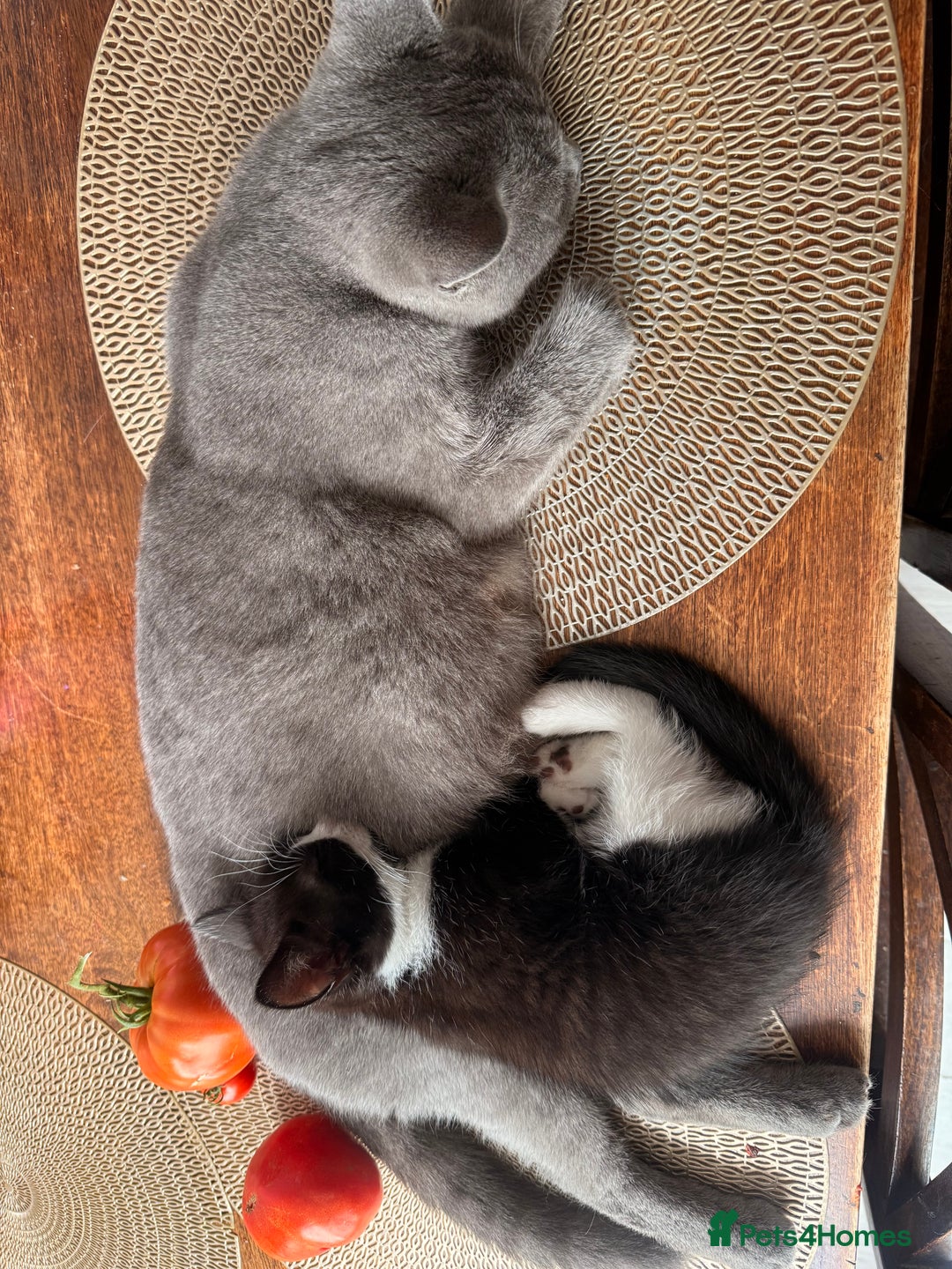 British Shorthair cats for sale: Half British shorthair  - Image 4