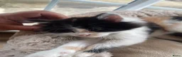 Mixed Breed cats for sale: Beautiful long hair kittens  - Advert 18