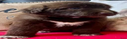Mixed Breed dogs for sale: Shepadoodles extensively health tested parentage  - Advert 17