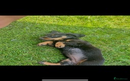 Miniature Dachshund dogs for sale: Adorable miniature dachshund long hair fully vac - Image 6
