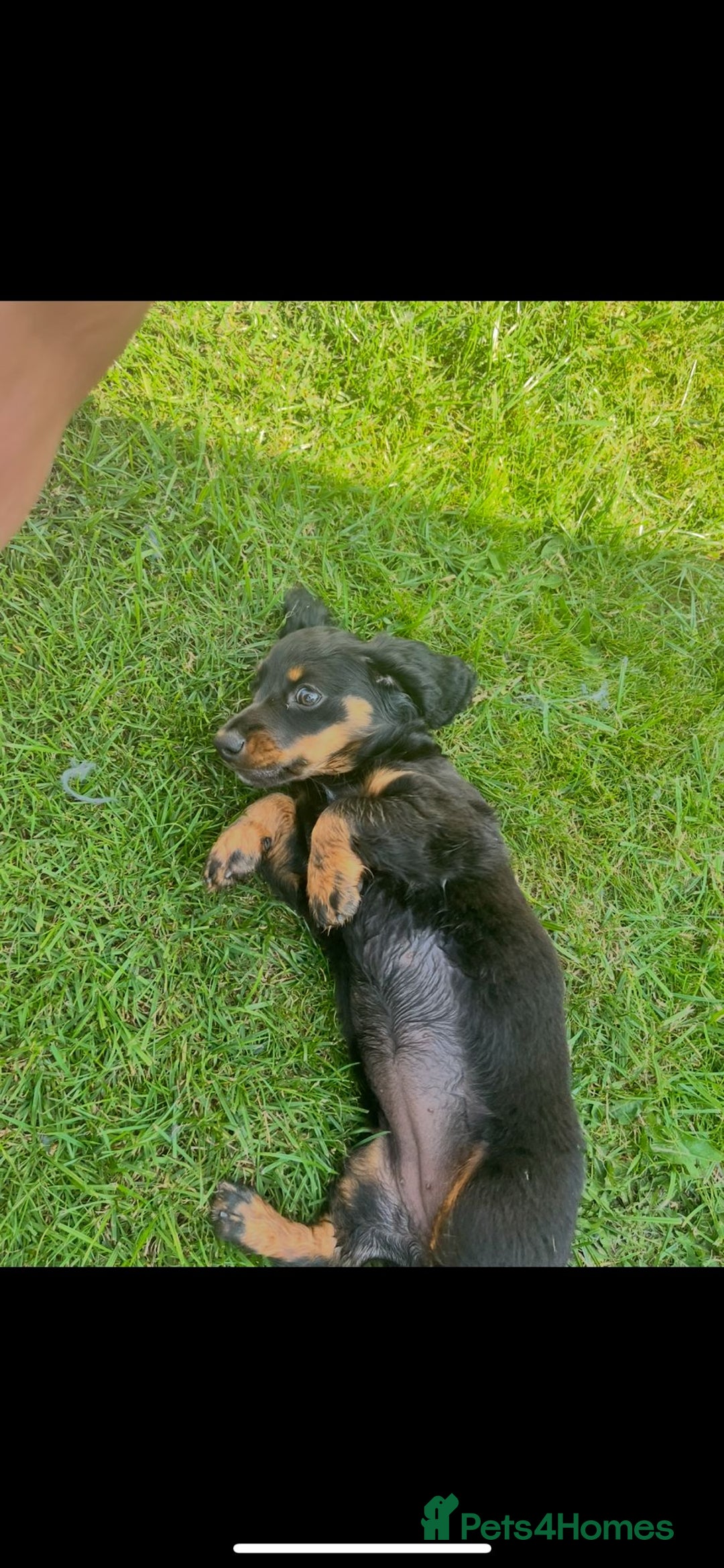 Miniature Dachshund dogs for sale: Adorable miniature dachshund long hair fully vac - Image 6