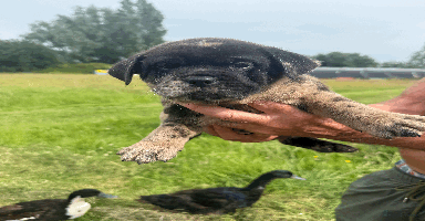 Mixed Breed dogs - Advert 7