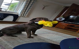 Labrador Retriever dogs for stud: Stud Labrador - Advert 4