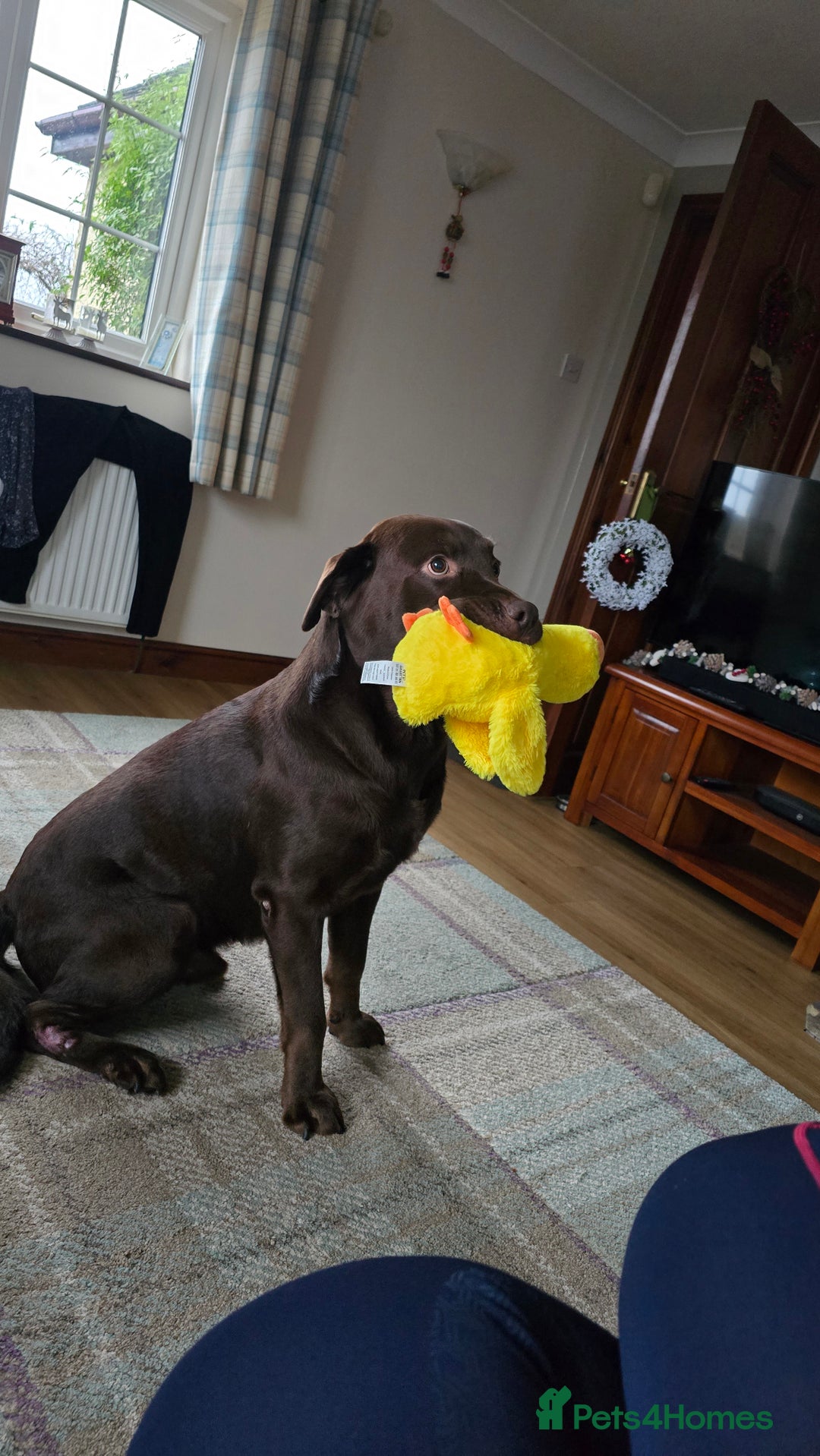 Labrador Retriever dogs for stud: Stud Labrador - Advert 4