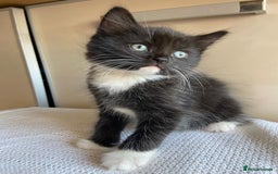 Mixed Breed cats for sale: British short hair kittens - Image 8