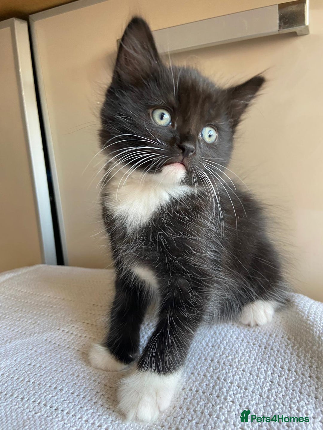 Mixed Breed cats for sale: British short hair kittens - Image 8