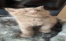 Maine Coon cats for sale: 7 Maine Coon x Bengal kittens - Image 4
