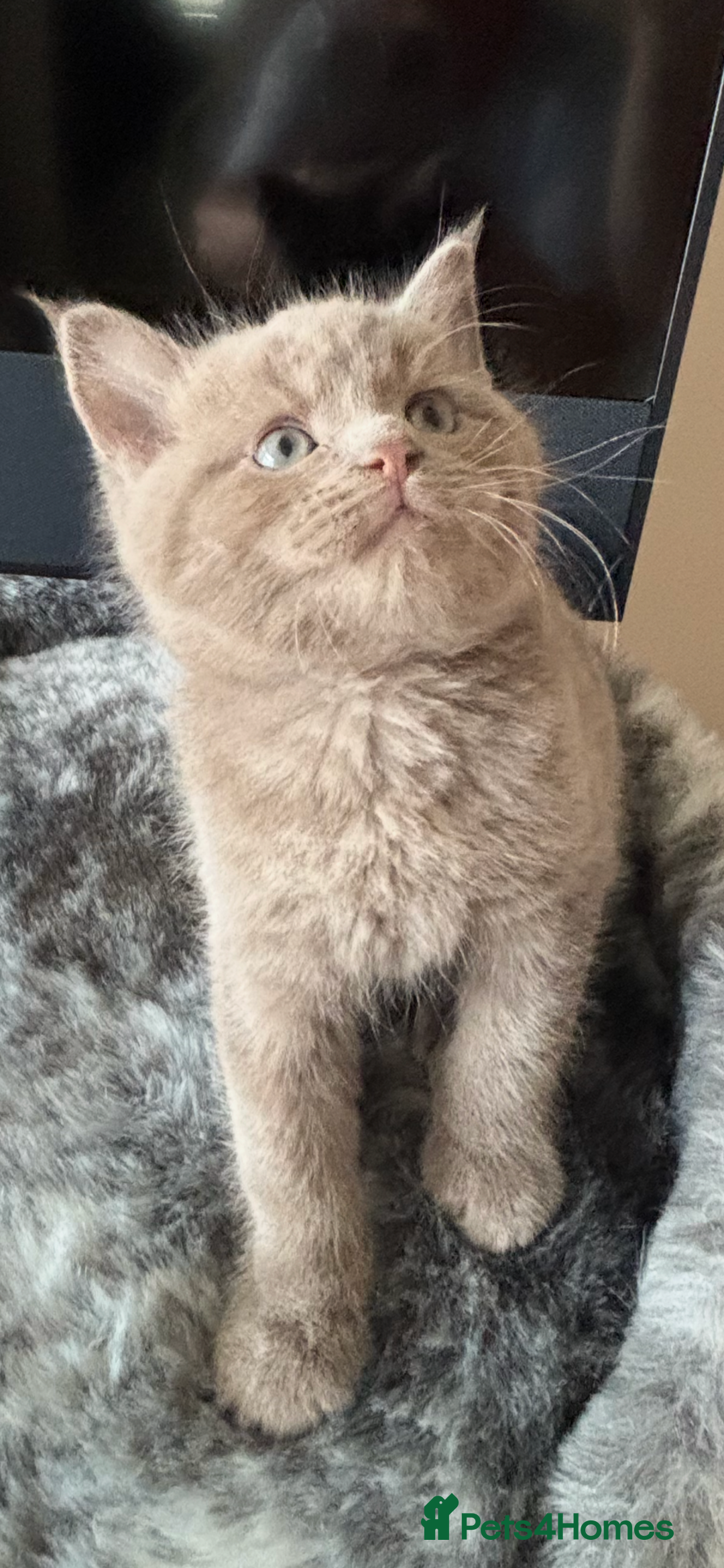 Maine Coon cats for sale: 7 Maine Coon x Bengal kittens - Image 4