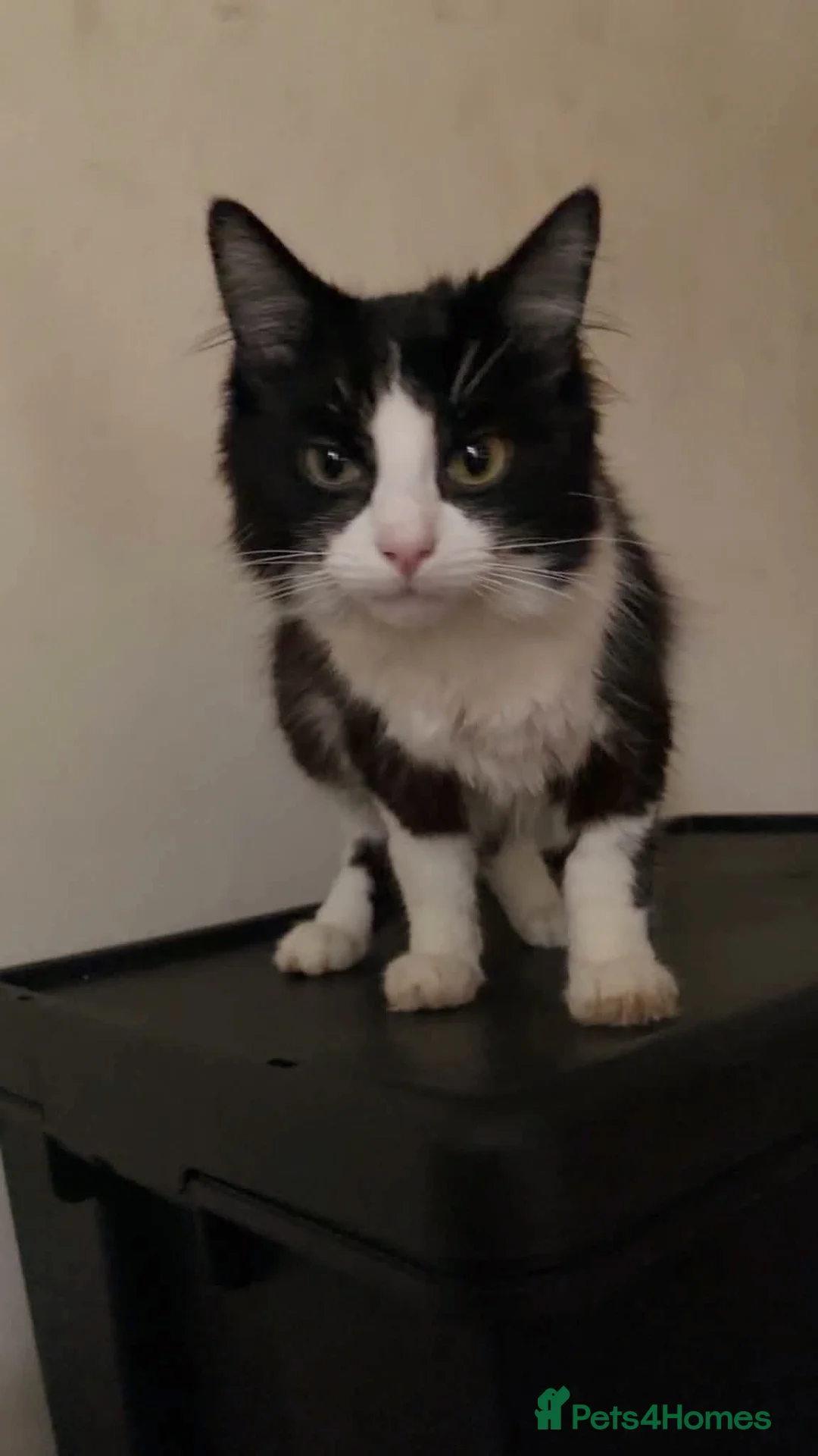 Mixed Breed cats for sale: Mr Business in Merthyr Tydfil - Advert 3