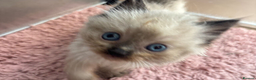 Ragdoll cats for sale: Ragdoll kittens  - Advert 6