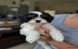 Cavapoo dogs for sale: Adorable girl and boy left - Image 1