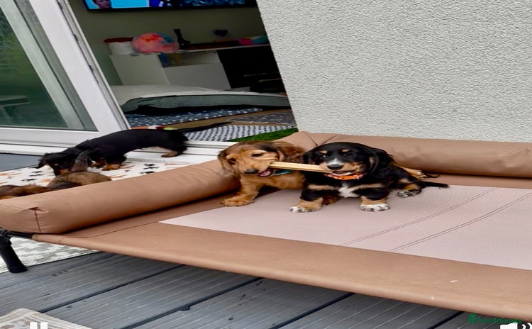 Dachshund dogs - Advert 6