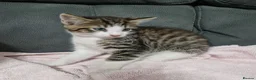Siberian cats for sale: Fluffy kittens - Advert 12