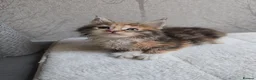 Maine Coon cats for sale: Beautiful Maine Coon Kittens Amazing Lines - Advert 8