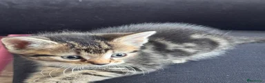 Domestic Shorthair 5