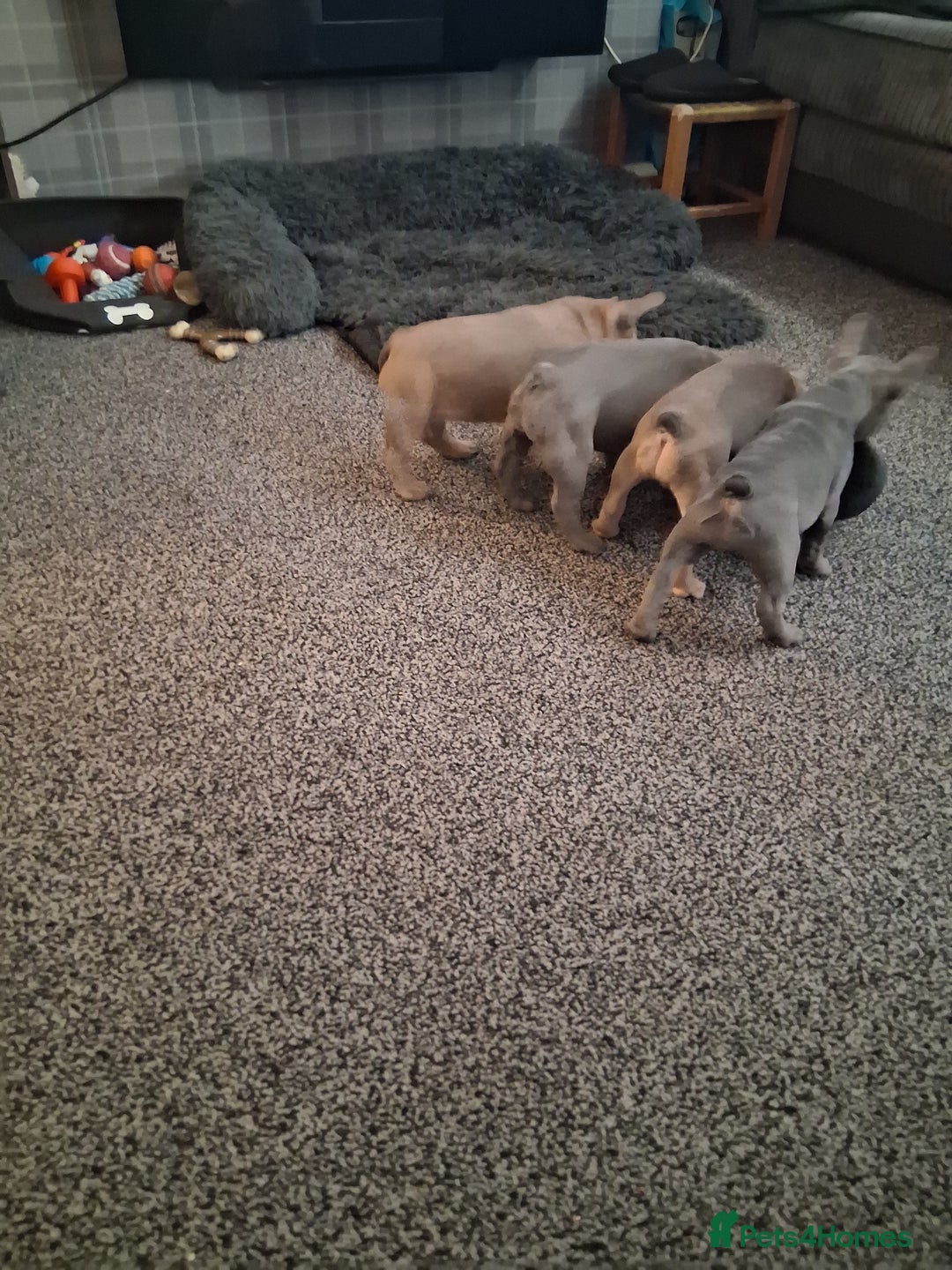 French Bulldog dogs for sale: French bulldogs - Advert 23