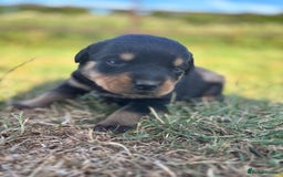 Rottweiler dogs for sale: Chunky Rottweiler puppies for sale  - Image 4