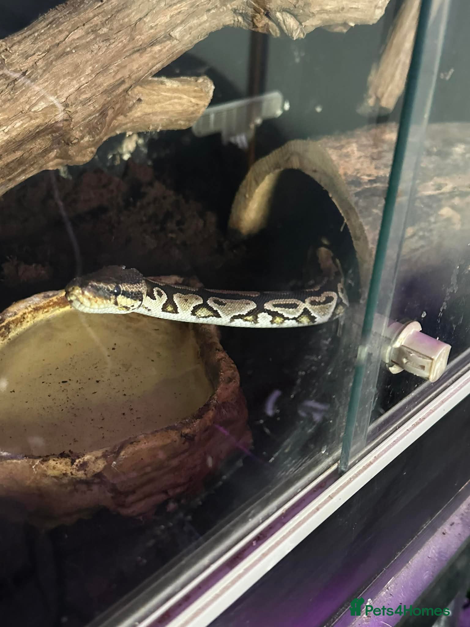 Python Snake reptiles Scizor - 6 year old royal python  - Advert 1