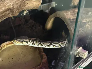 Python Snake reptiles Scizor - 6 year old royal python - Advert 1