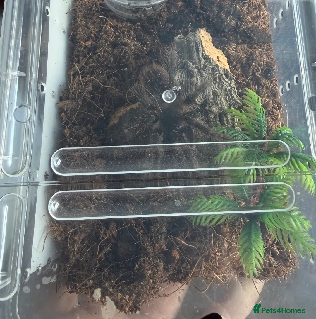 Tarantulas invertebrates for sale: salmon pink juvenile  - Advert 2