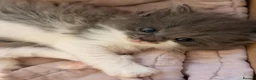 Ragdoll cats for sale: 🤍Exquisite 87.5% Ragdoll Kittens. Rare colours - Advert 3