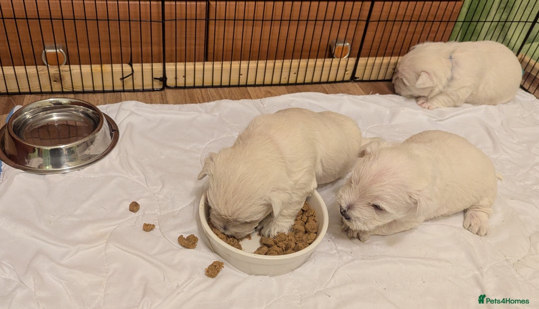 West Highland Terrier dogs for sale: Beautiful KC Registered White WestHighland Terrier - Advert 11