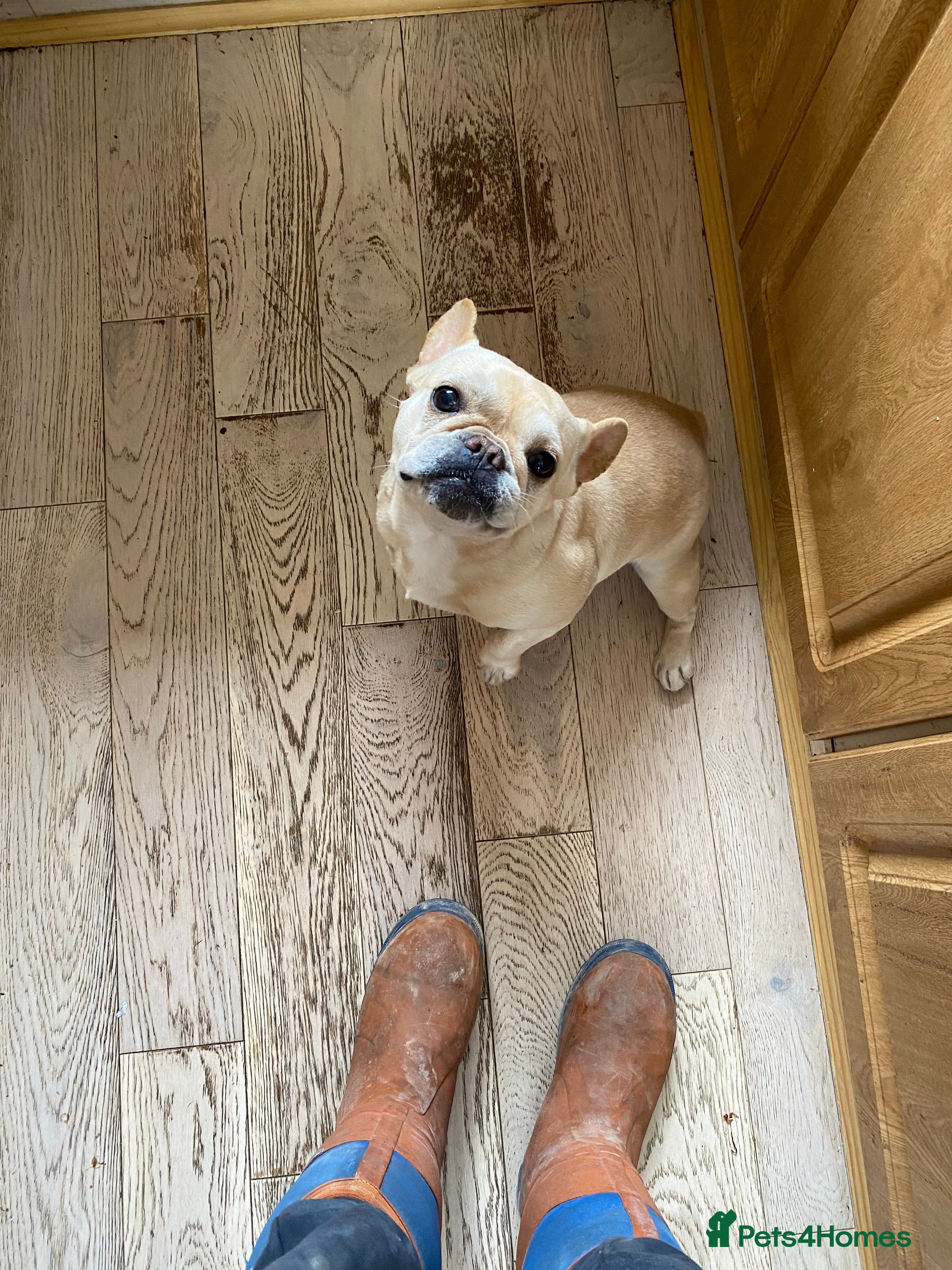 French Bulldog dogs French bulldog - Advert 6