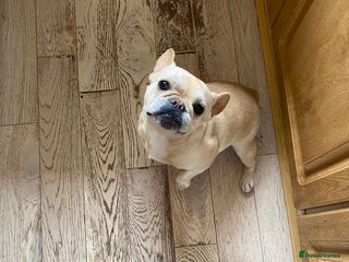 French Bulldog dogs French bulldog - Advert 1