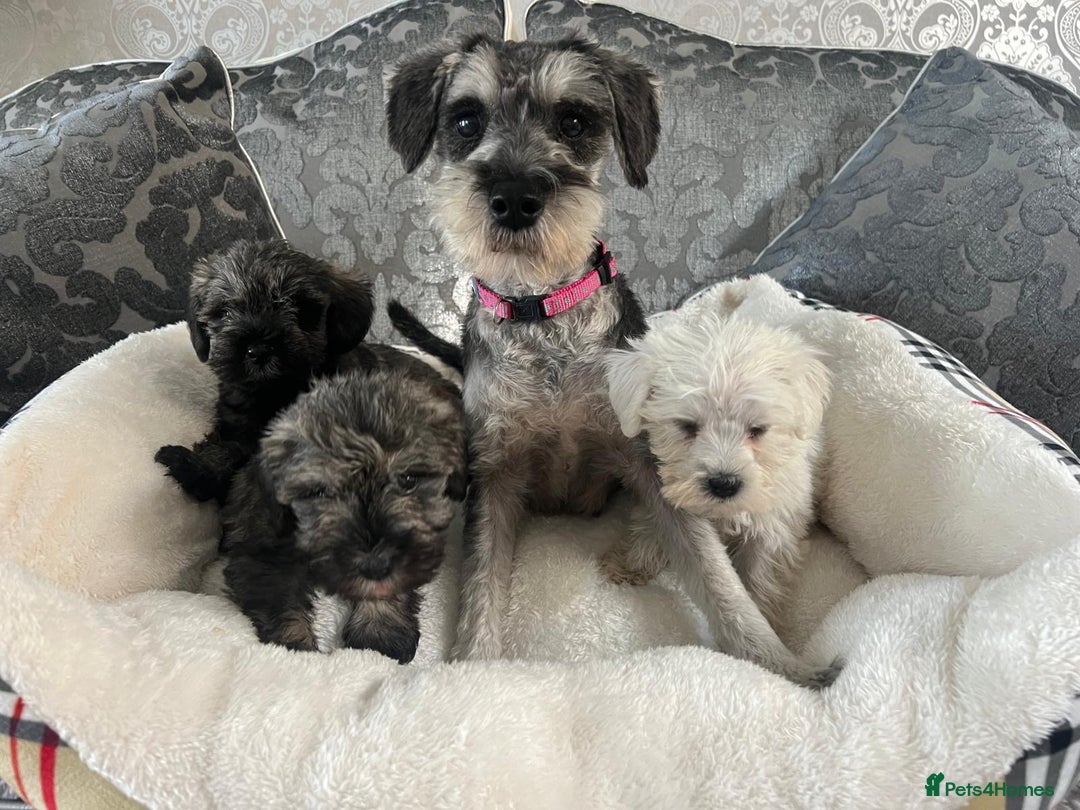 Mixed Breed dogs for sale: Schnoodle puppies for sale  - Image 7
