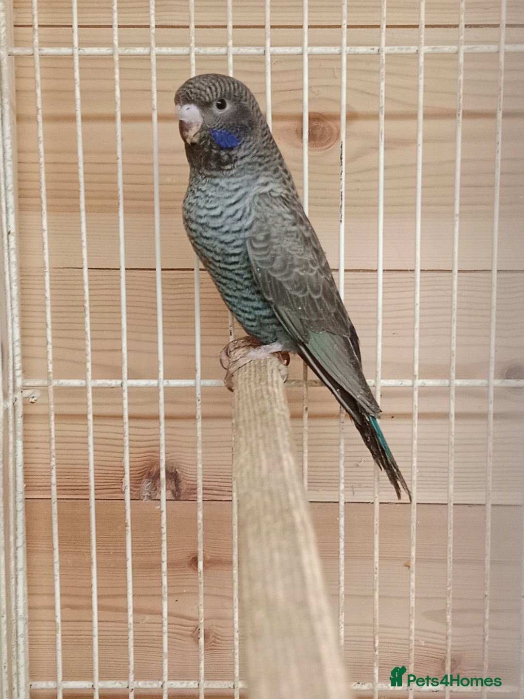Budgerigars birds for sale: Rare black face blackwing (blue ) budgie for sale  - Image 1