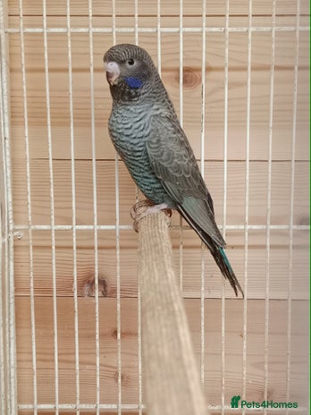 Budgerigars birds - Advert 1