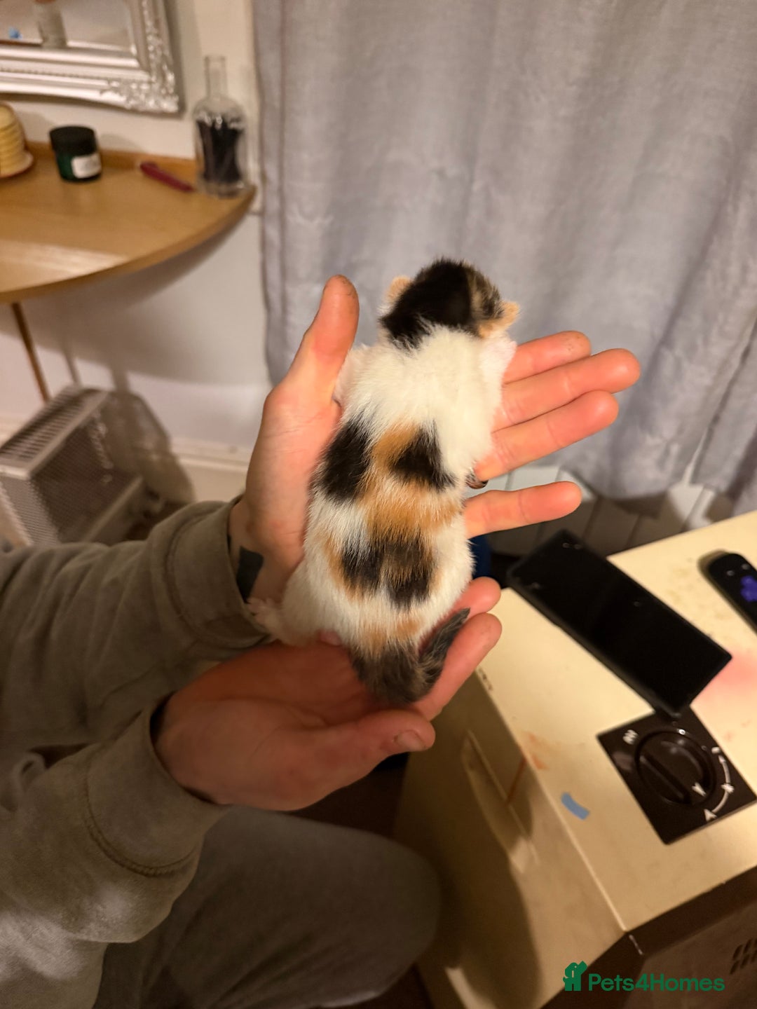 Mixed Breed cats for sale: 4 kittens available  - Advert 3