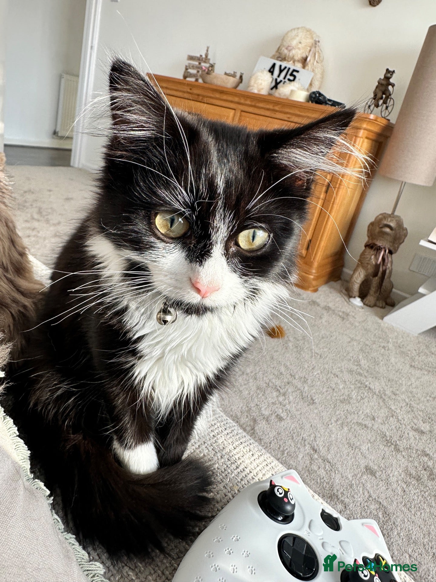 British Longhair cats Loving little girl urgently need home  - Advert 19