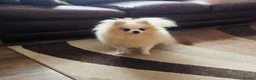 Pomeranian dogs for sale: Superb Pomeranian girl  - Advert 3