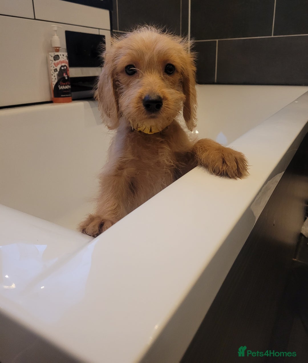 Labradoodle dogs for sale: F1 Miniature labradoodles 4 GIRLS LEFT  - Image 5