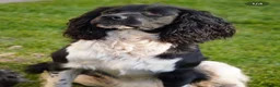 English Springer Spaniel dogs for sale: Beautiful Springer Spaniel Puppies for sale in Honiton - Advert 20