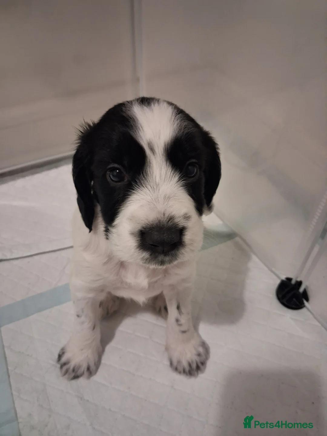 Mixed Breed dogs for sale: ☆six beautiful male puppys seeking forever homes☆ - Advert 20