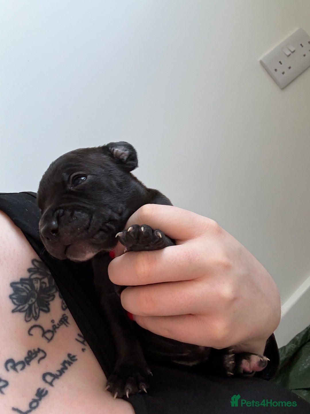 Staffordshire Bull Terrier dogs for sale: Staffy Pups  - Advert 16