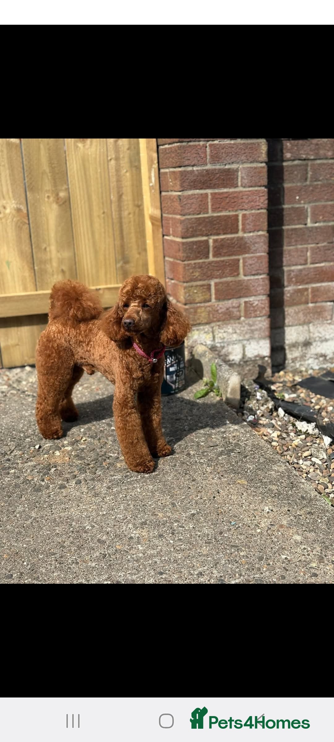 Cockapoo dogs for sale: Adorable fox red f1 toy cockapoo puppies - Advert 13