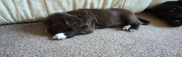 Sprocker dogs for sale: Sprocker spaniel puppies for sale in Swaffham - Advert 7