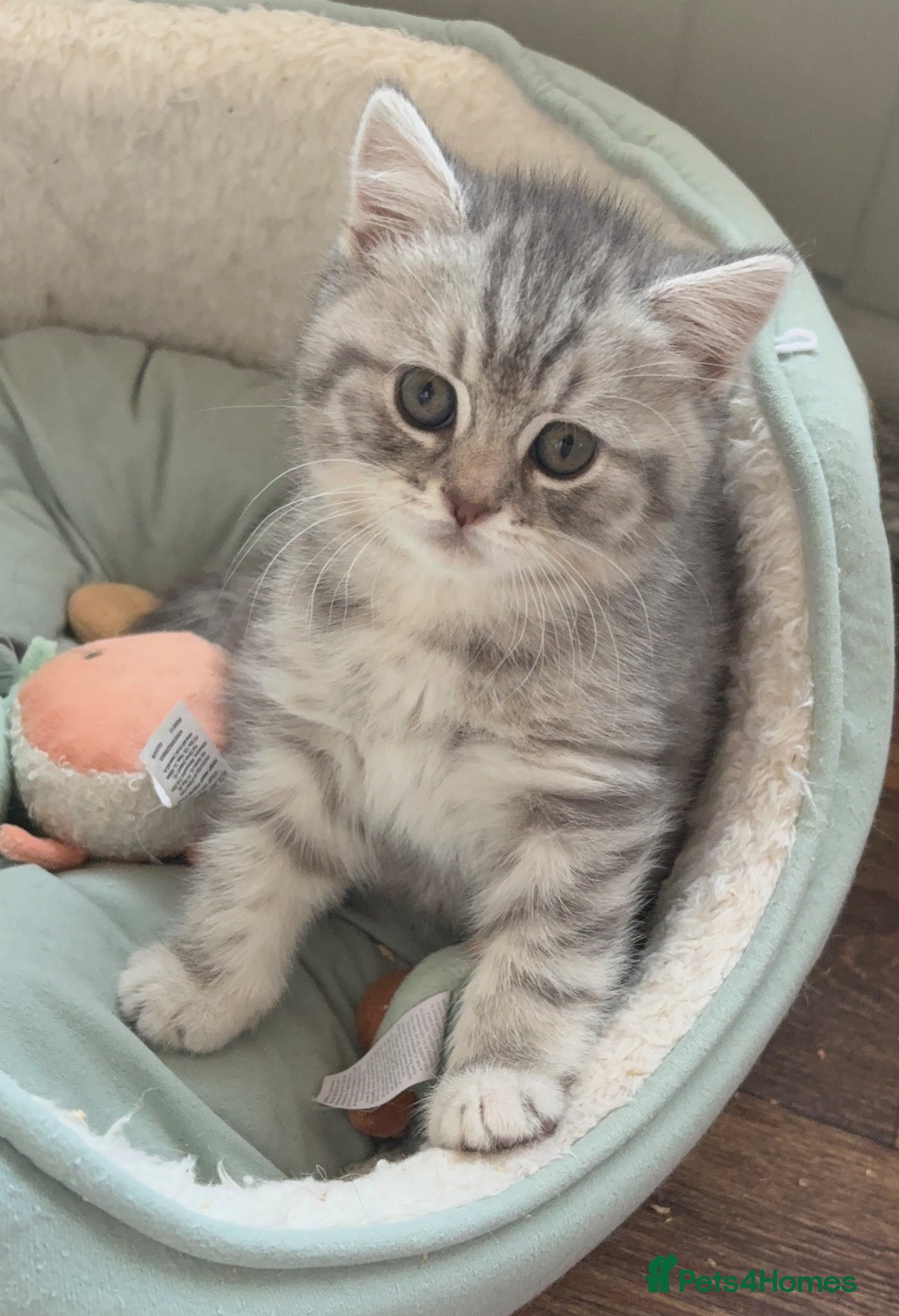 British Shorthair cats 🩶Silver & Cream BSH kittens🤍 - Advert 1