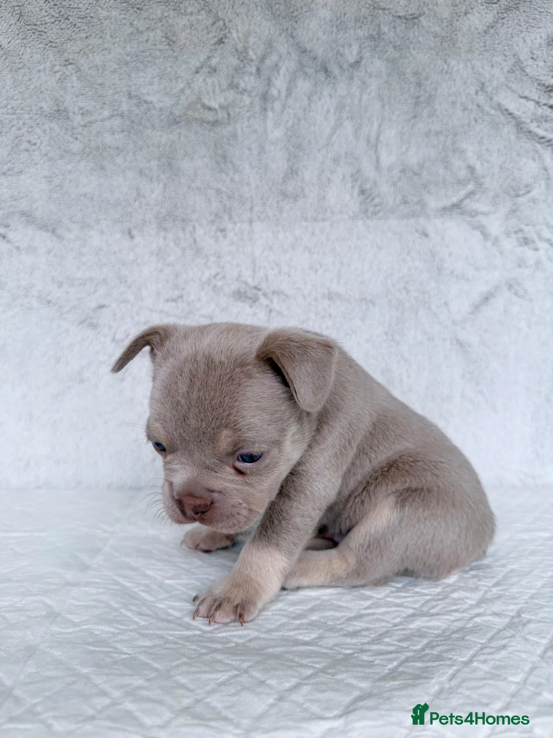 French Bulldog dogs for sale: KC registered new shade French Bulldog puppies - Advert 39